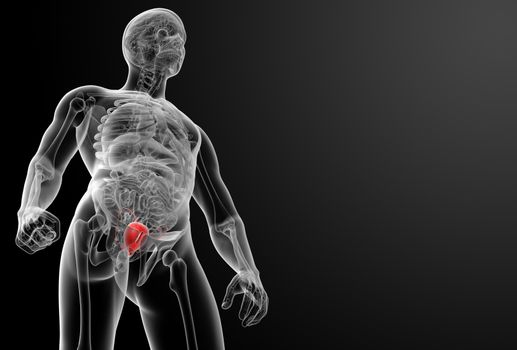 3d render bladder anatomy - front view