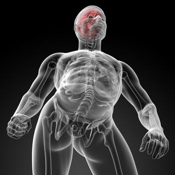 Human brain X ray - bottom view