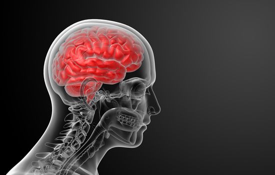 Human brain X ray - close-up