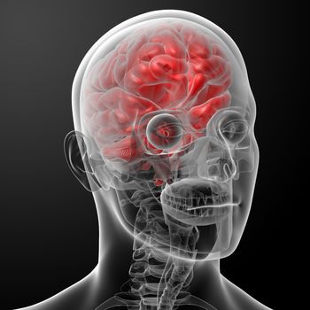 Human brain X ray - close-up