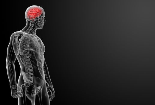 Human brain X ray - side view