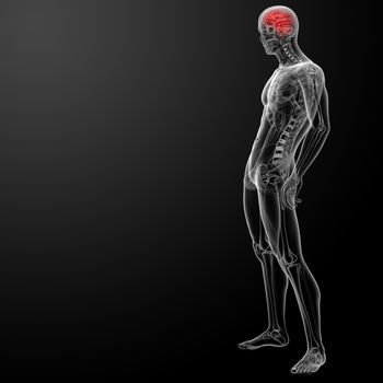 Human brain X ray - side view