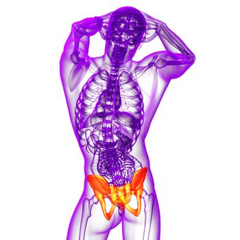 3d render medical illustration of the hip - back view