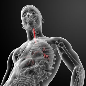 3d render lungs with visible bronchi - bottom view