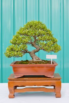 Bonsai pine tree against a green wall