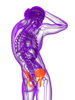 3d render medical illustration of the pelvis bone - back view