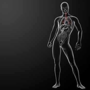  3d render lungs with visible bronchi