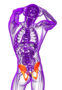 3d render medical illustration of the pelvis bone - back view