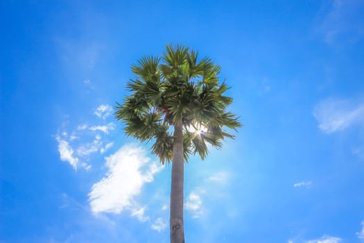 Sunlight behinds the sugar palm tree with blue sky