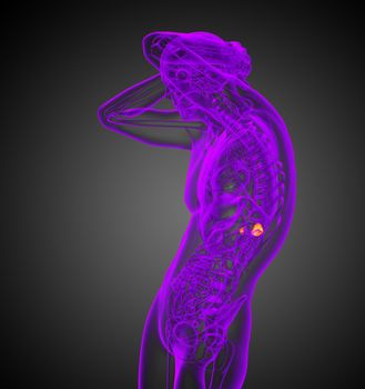 3d render medical illustration of the human adrenal glands - side view