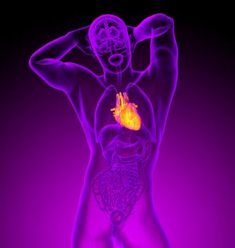 3d render medical illustration of the human heart - front view