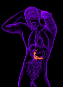 3d render medical illustration of the gallblader and pancrease - front view