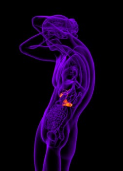 3d render medical illustration of the gallblader and pancrease - side view