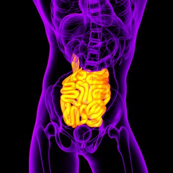 3d render illustration of the small intestine - front view