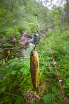 fishing of fish of  salmon on  spinning rod in summer