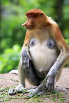 Proboscis Monkeys, Nasalis larvatus, or long-nosed monkeys, the worlds most endangered primates, are endemic to the mangrove forests of the Southeast Asian island of Borneo. 
Proboscis Monkey Sanctuary, Sandakan, Sabah, Malaysia.