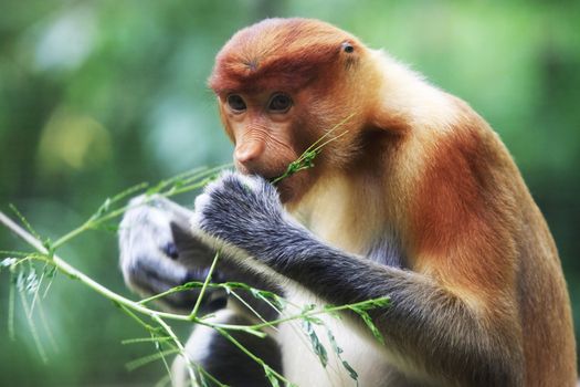 Proboscis Monkeys, Nasalis larvatus, or long-nosed monkeys, the worlds most endangered primates, are endemic to the mangrove forests of the Southeast Asian island of Borneo. Proboscis Monkey Sanctuary, Sandakan, Sabah, Malaysia.