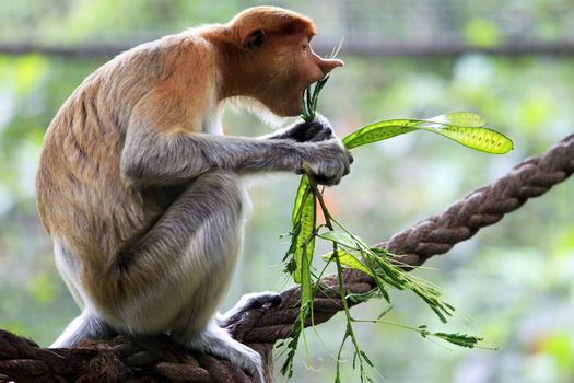 Proboscis Monkeys, Nasalis larvatus, or long-nosed monkeys, the worlds most endangered primates, are endemic to the mangrove forests of the Southeast Asian island of Borneo. Proboscis Monkey Sanctuary, Sandakan, Sabah, Malaysia.