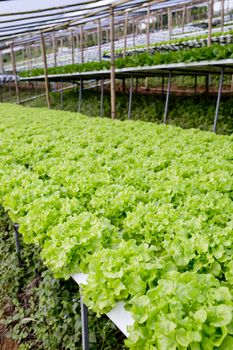 Organic hydroponic vegetable cultivation farm.