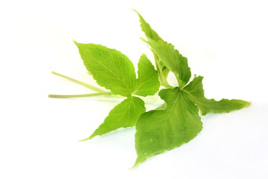 Chinese medicinal herb "Ban Xia" in front of white background