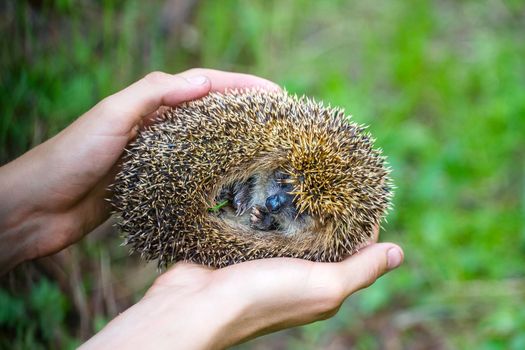 hedgehog prickly needles in palms