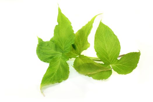 Chinese medicinal herb "Ban Xia" in front of white background