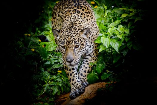 Jaguar walking in the forrest