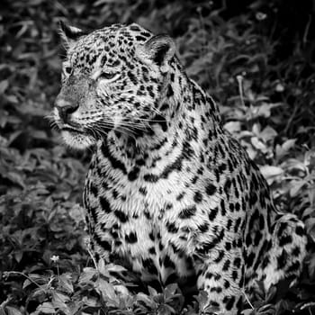 close up Jaguar Portrait