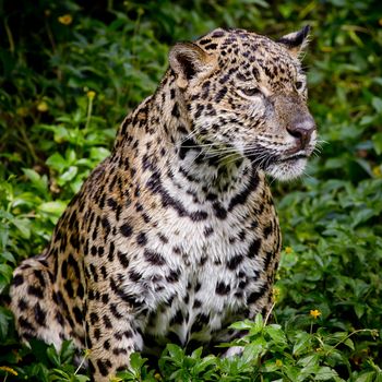 close up Jaguar Portrait