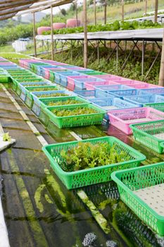 organic vegetable sprout