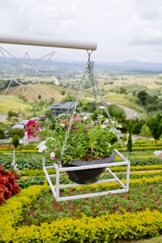 beautiful flower hanging basket