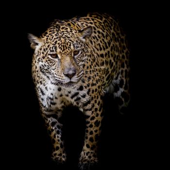 close up Jaguar Portrait