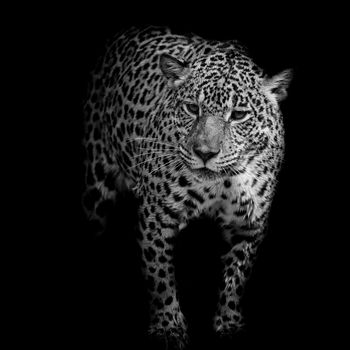 close up black and white Jaguar Portrait