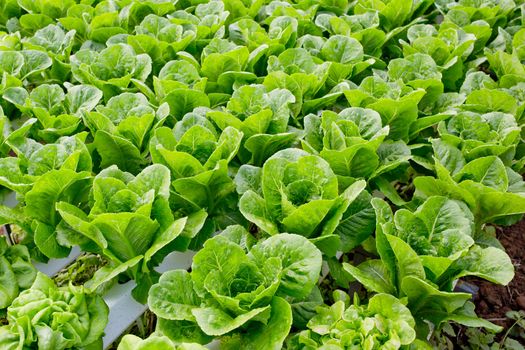 Organic hydroponic vegetable cultivation farm.