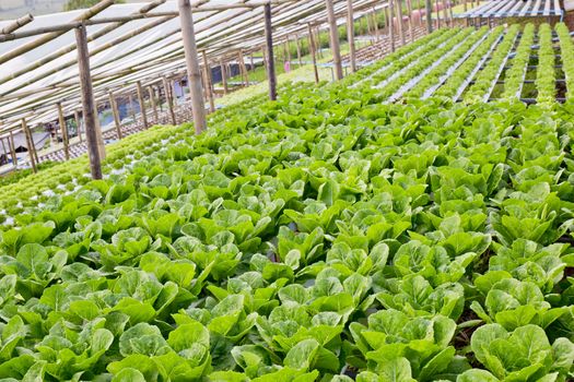 Organic hydroponic vegetable cultivation farm.