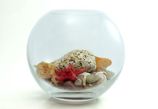 aquarium with starfish, nautilus seashell and smooth stones isolated on white background