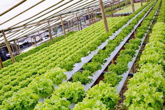 Organic hydroponic vegetable cultivation farm.