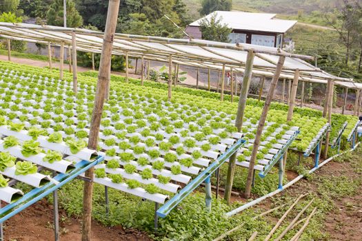 Organic hydroponic vegetable cultivation farm.