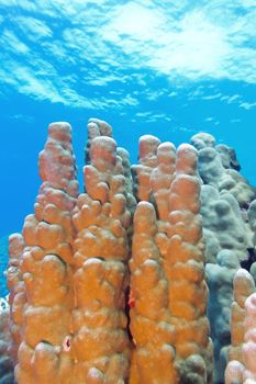 coral reef with great porites coral at the bottom of tropical sea on blue water background