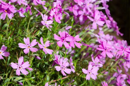 Detail of alpine plant with pink blooms.