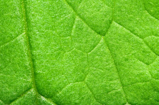 Detail texture of green leaf, nature background.