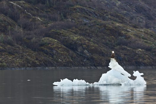 American bald eagle sits on fragmented piece of melting Mendenhall Glacier in Juneau, Alaska