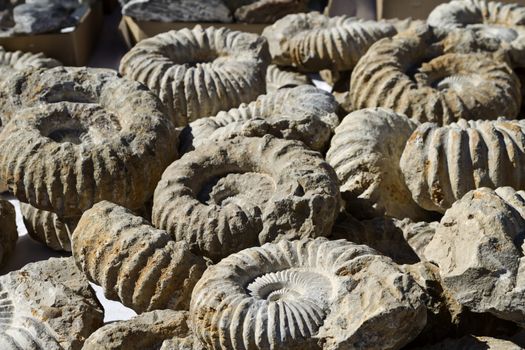 Fossils displayed for sale on outside table at Tucson Gem and Mineral Show.  The event is an international, annual attraction. 