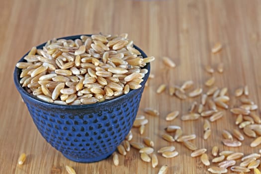 Polish wheat or Katum (Triticum turgidum polonicum) grains in a blue bowl.