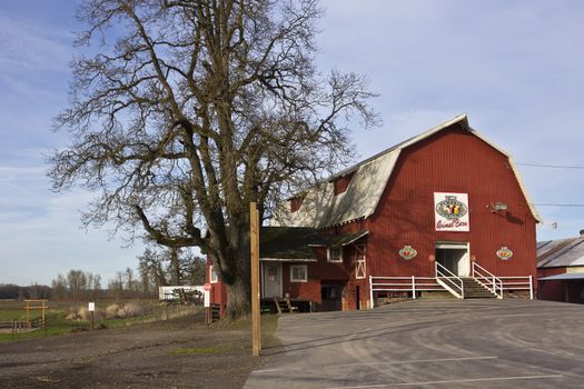 Animal barn shed and a large tree Suvie Island Oregon.