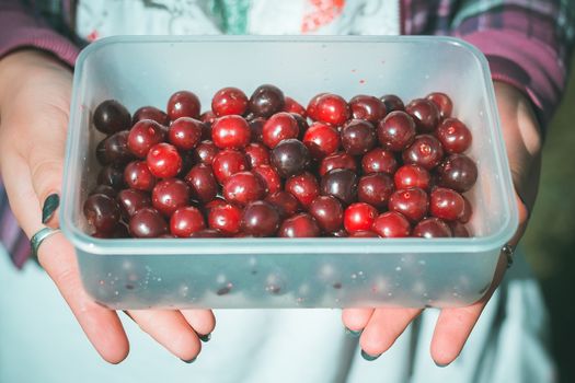 Collected a full container for food ripe cherries in his garden