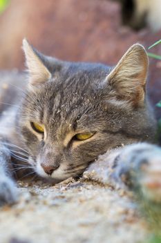 bitmap resting cat close up