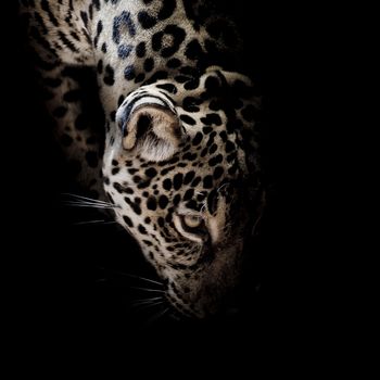 Jaguar portrait