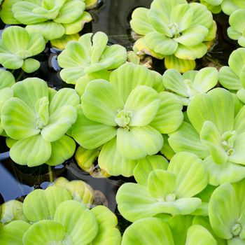 background of Pistia stratiotes Linn.-water plant