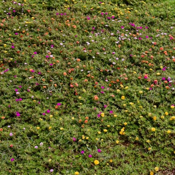 Closeup green meadow grass with small colorful flowers